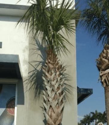 Stucco Repair